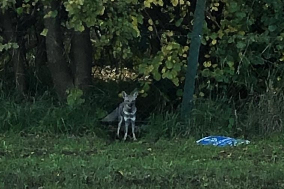 El zorrito, posando para las cámaras antes de perderse entre los pastizales.