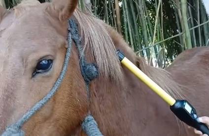 Recuperaron un caballo robado del Mercado de Haciendas durante una investigaci&oacute;n