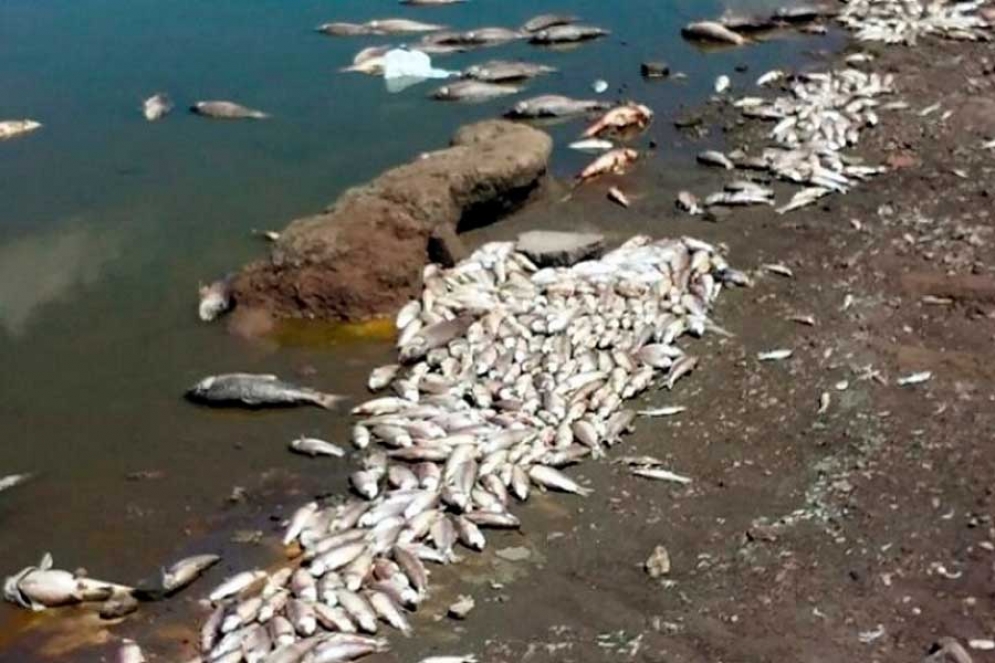 Acusan al gobierno de Lobos de hacer “un desastre ecológico y negocios” con  la laguna - NacPop Cañuelas