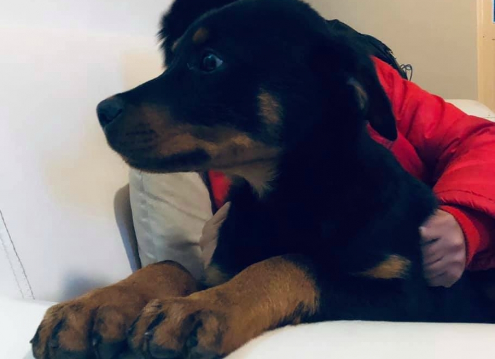&quot;Cooper&quot; con el afecto de un niño.