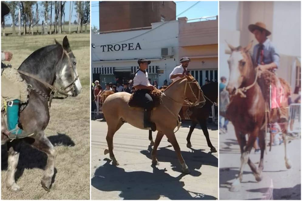 Los Valenzuela están desesperados por encontrar a los equinos.