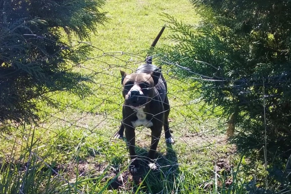 El pitbull toreando del otro lado de un débil alambrado.