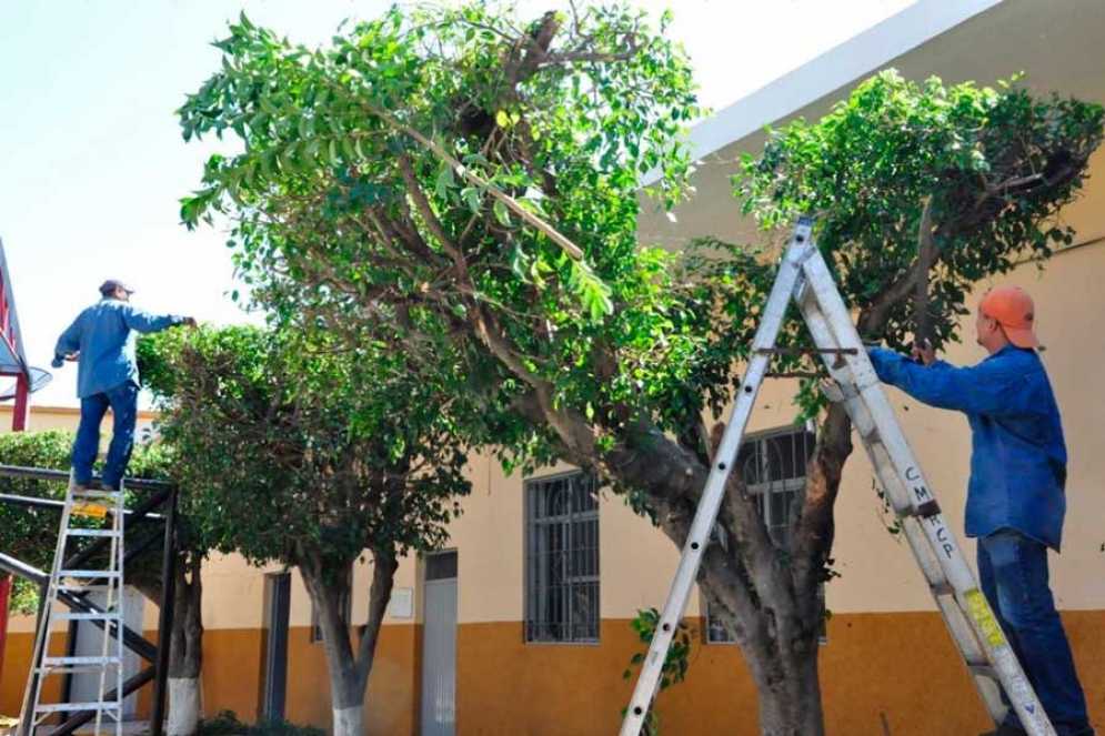 Asesorarán a los vecinos en la poda de árboles