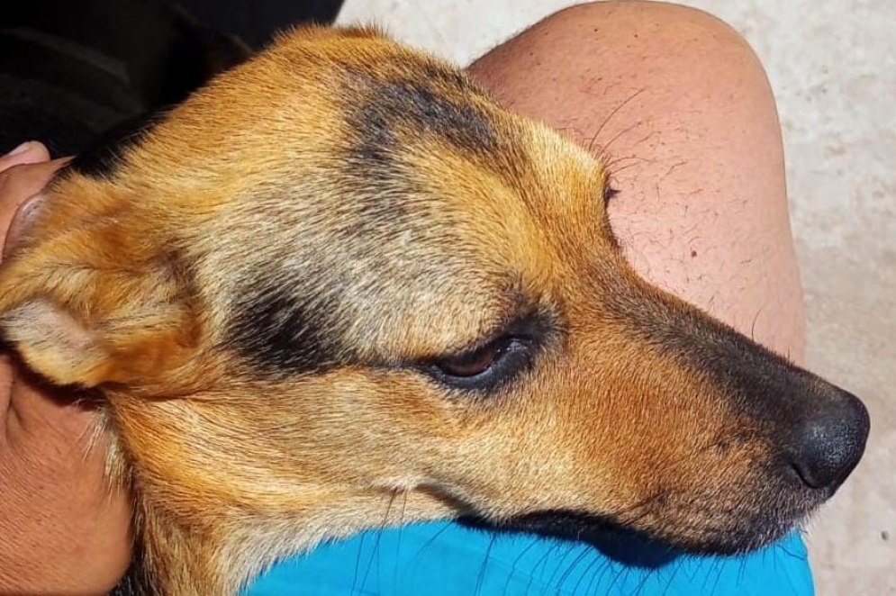 &quot;Luna&quot; siendo acariciada por Matías, su dueño.